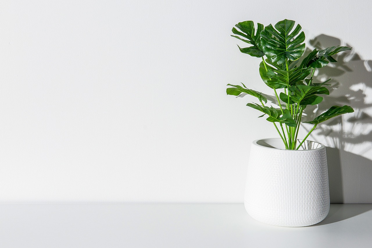 Krásná velká monstera. 